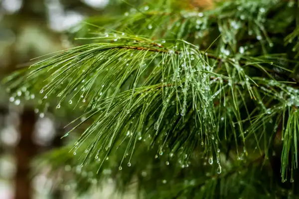 Fir Needle Falls Clean Fragrance - Clean Fragrances
